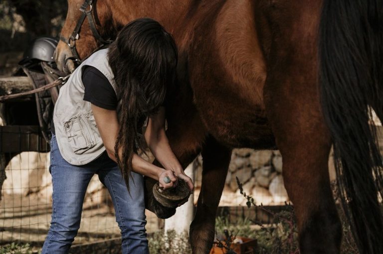 jak umyc konskie kopyta